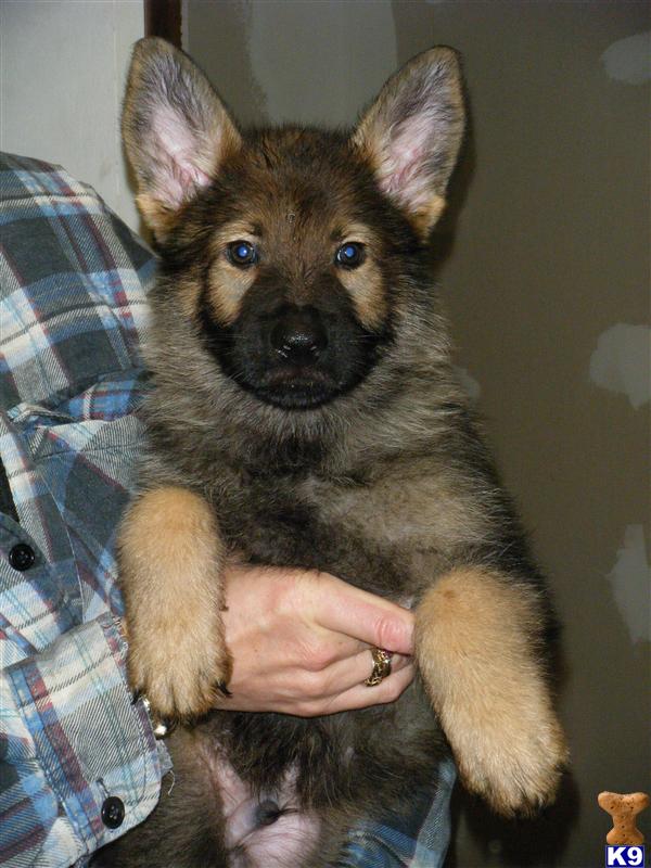 Puppies in Tulsa